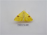 藏品(尺蛾278)的圖片